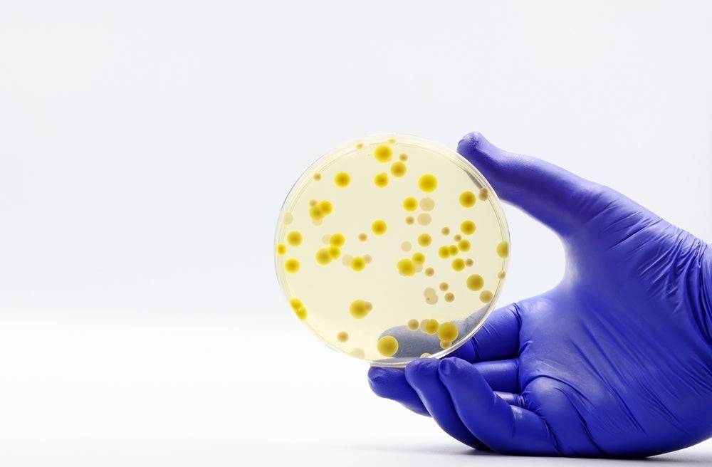 What Is the Gut Microbiome and Why It Shapes So Much of Your Health